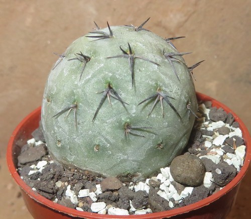 Tephrocactus geometricus
