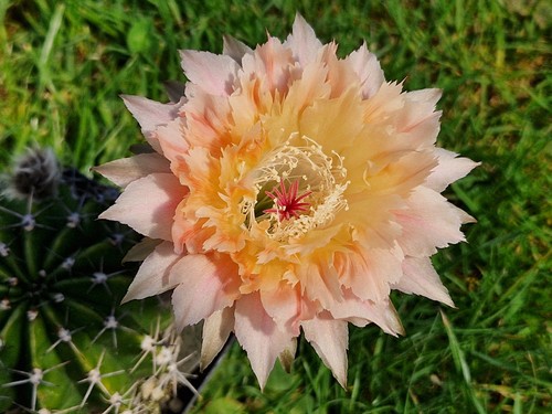 Echinopsis-Trichocereus-Hybrid