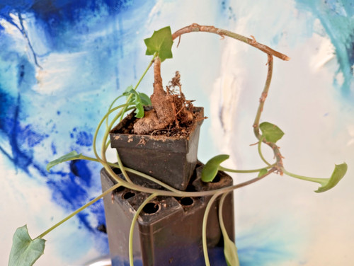 Senecio oxyriifolius ssp