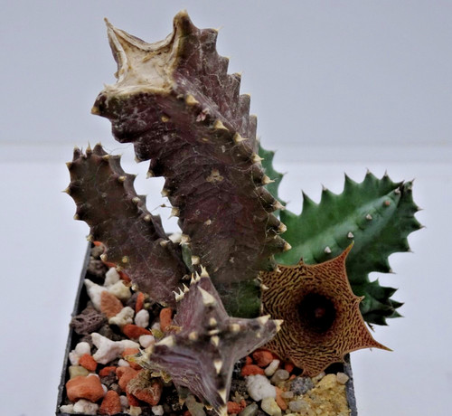 Kakteen kaktus huernia - kakteen,