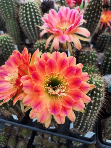 Echinopsis lobivia tricho - echinopsis,