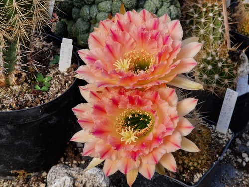 Echinopsis-Trichocereus-Hybrid