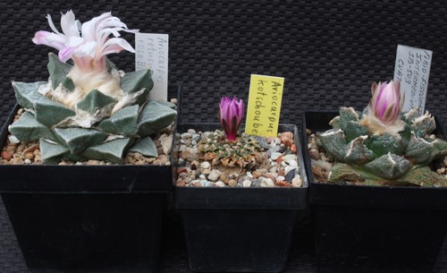 Set ariocarpus retusus - ariocarpus,,