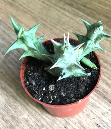 Huernia hesperidum stapelia - huernia,