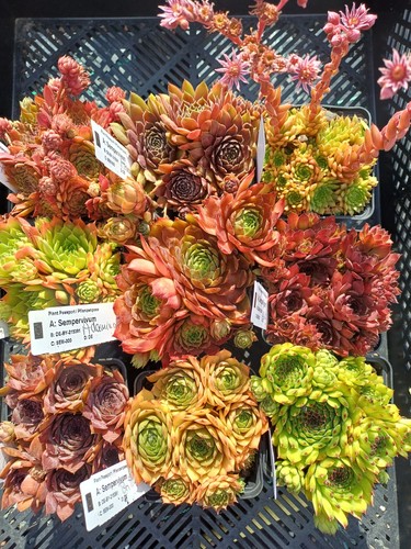 Sempervivum flachdach - 9x,