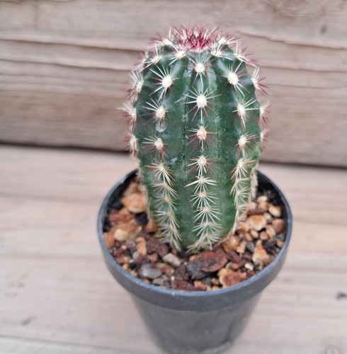 Echinocereus jungpflanze - ,