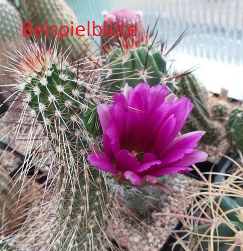 Echinocereus apachensis apache - apachensis,