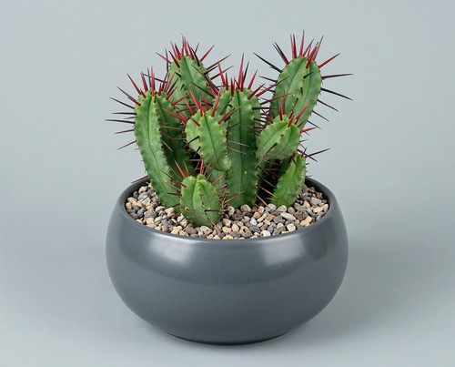 Euphorbia enopla wolfsmilch - euphorbia,