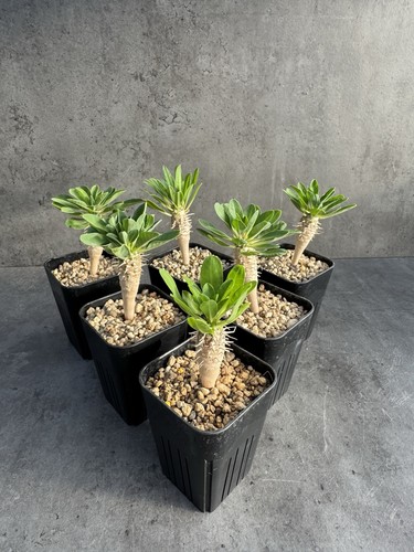 Euphorbia guillauminiana