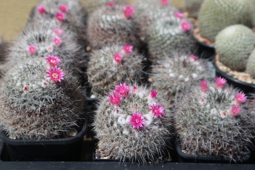 Mammillaria hahniana ssp
