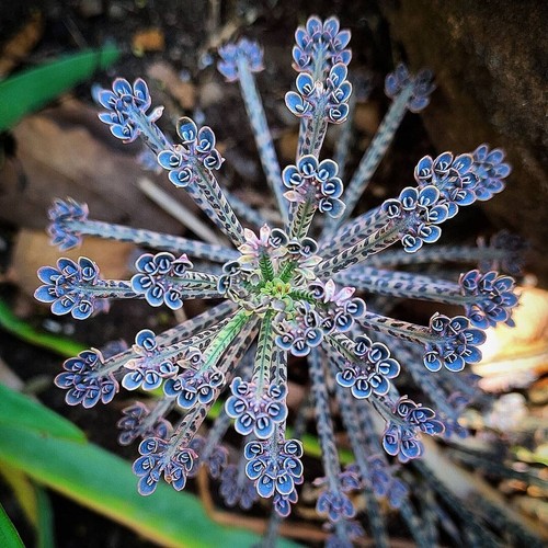 Stecklinge kalanchoe - ⭐stecklinge,,