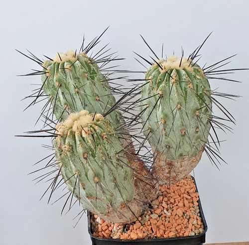 Uralte köpfige copiapoa - uralte,