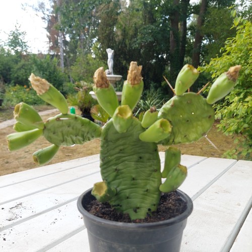 Kaktus opuntia humifusa - kaktus,
