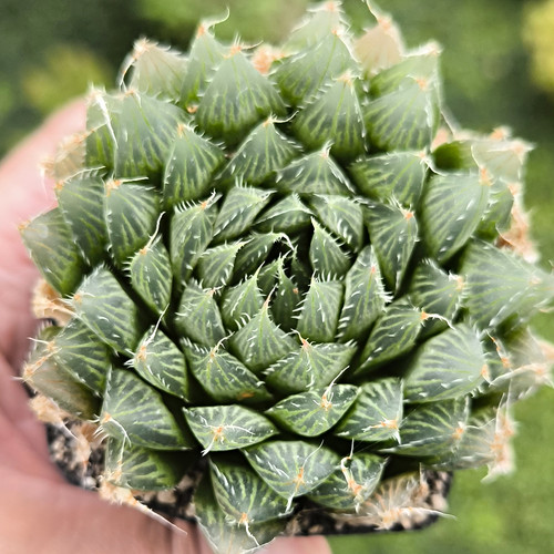 Haworthia streama grün - haworthia,