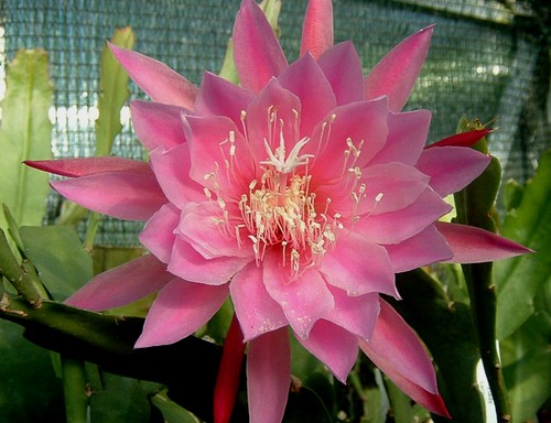 Epicactus lady - epicactus, “