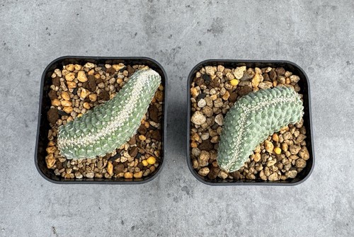 Strombocactus disciformis - , f