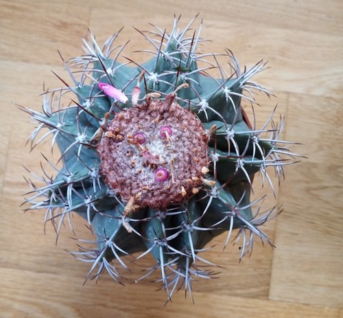 Kaktus melocactus - kaktus,