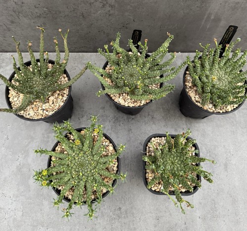 Euphorbia gorgonis