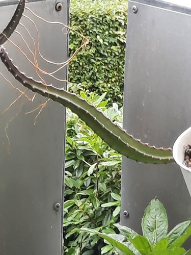 Selenicereus die königin der - königin,