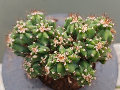 Felsensäulenkaktus cereus