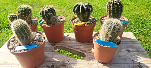 Echinopsis lobivia hybrid - hybrid,,