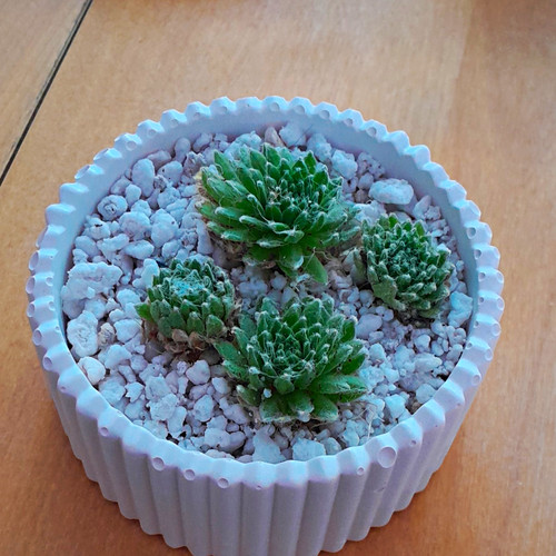 Hauswurz - , (sempervivum)