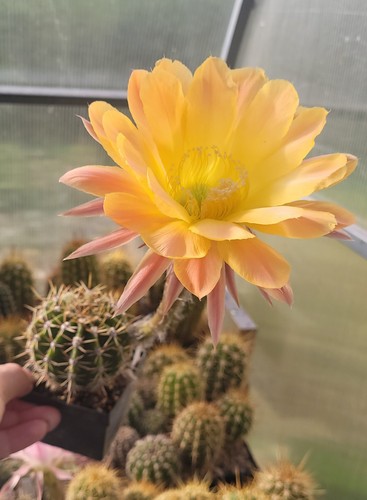 Echinopsis hybride 73 - echinopsis-hybride, "ts