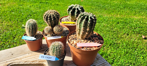 Echinopsis hybrid 5 - hybrid,,