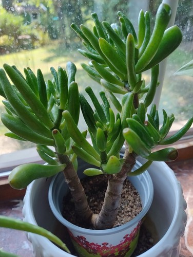 Sukkulente crassula - sukkulente,