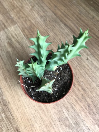 Stapelia lutea - stapelia,