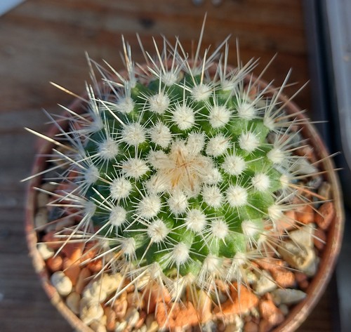 Parodia nivosa kakteen - parodia,