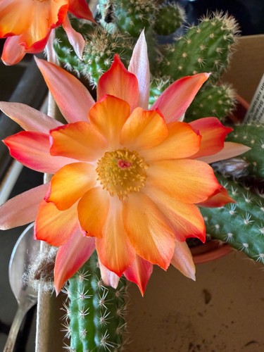 Chamaecereus rügens - chamaecereus,