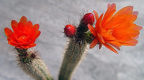 Corryocactus erectus cm - erectus,