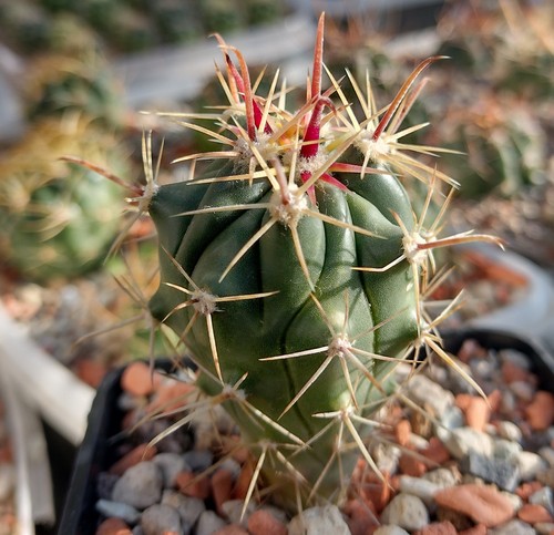 Ferocactus herrerae kakteen - ferocactus,