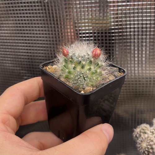 Mammillaria bocasana