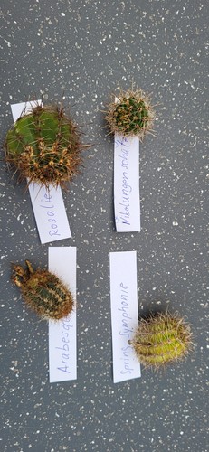 Echinopsis hybriden - echinopsis,
