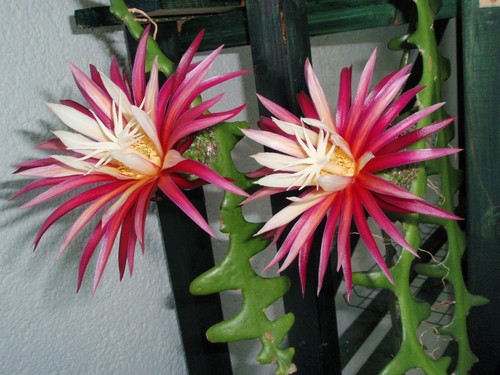 Epiphyllum blattkaktus - epiphyllum,