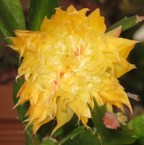 Schlumbergera an016 ebcut - schlumbergera,