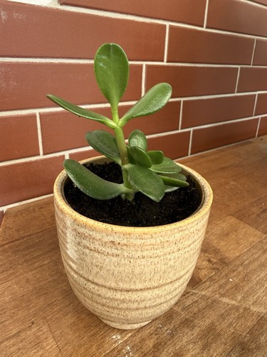 Geldbaum bonsai im - geldbaum,