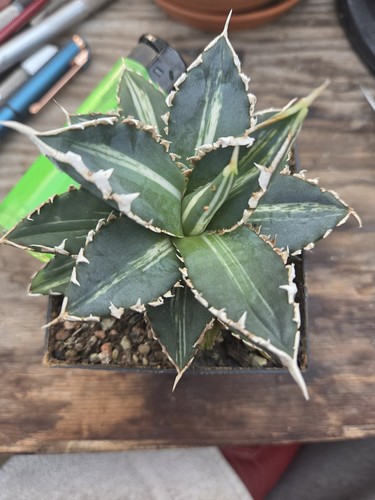 Agave titanota werewolf - agave, "werewolf"