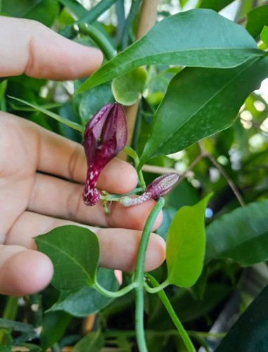 Ceropegia aristolochioides
