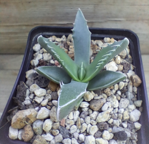 Faucaria tigrina - !!,