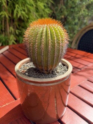Uebelmannia flavispina old - uebelmannia,