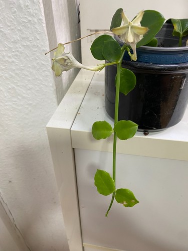 Ceropegia sanderssoni - ceropegia,