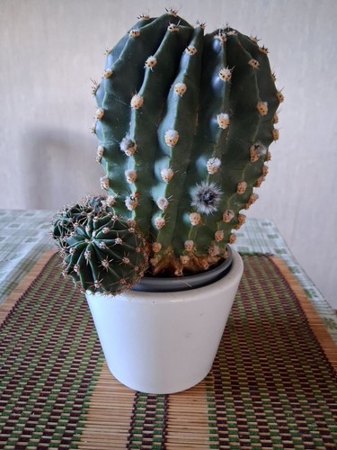 Großer alter echinopsis - alter,