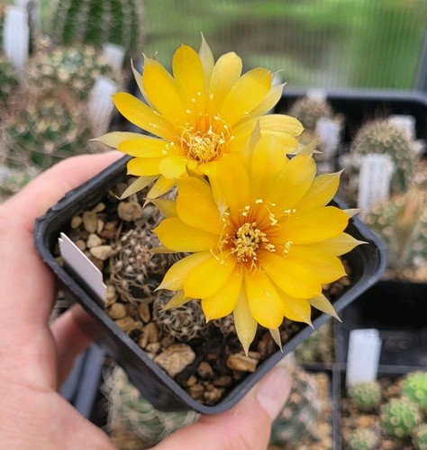 Echinopsis lobivia - echinopsis, "lobivia