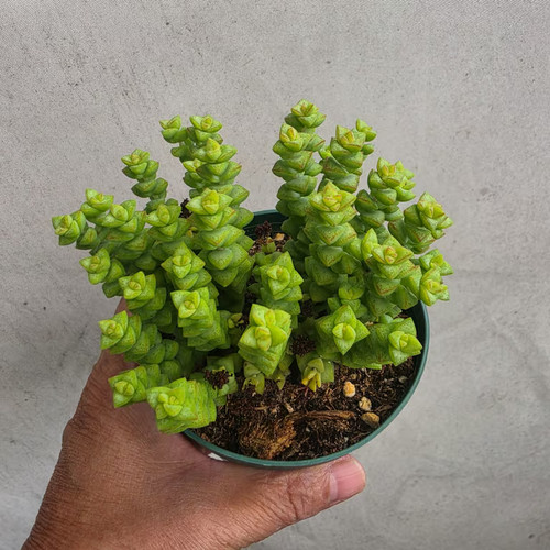 Pot crassula tom thumb - tom,