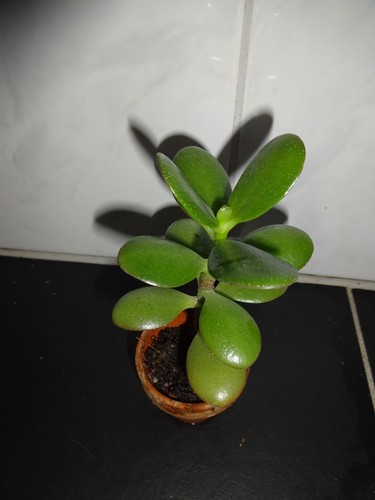 Geldbaum - , ovata)