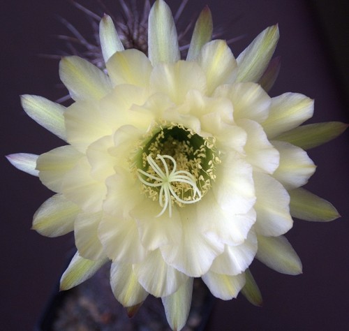 Kakteen trichocereus hybride - kakteen, trichocereus-hybride