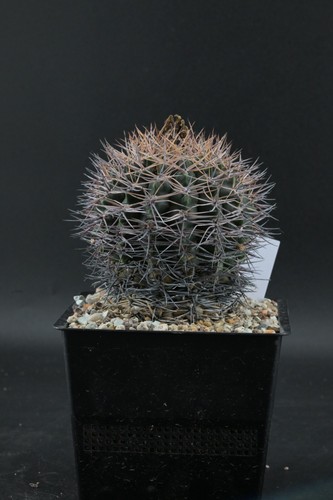 Gymnocalycium bicolor - , 🌵